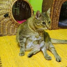 Whiskers Cat Pub Budapest - Belső