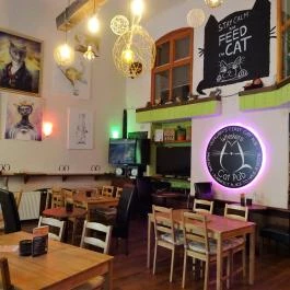 Whiskers Cat Pub Budapest - Belső