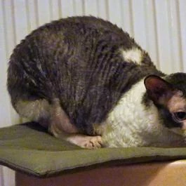 Whiskers Cat Pub Budapest - Belső