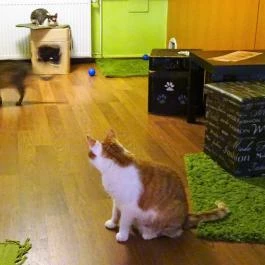 Whiskers Cat Pub Budapest - Belső