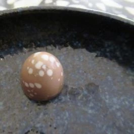 ZAX Csokoládé Budapest - Étel/ital