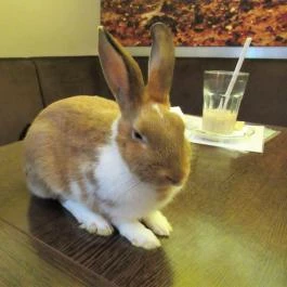 Zoocafé Budapest - Egyéb