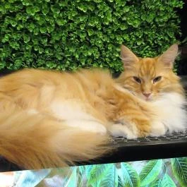 Zoocafé Budapest - Egyéb