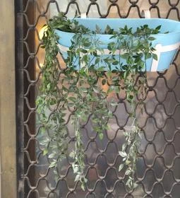 Zoska Reggeliző Kávézó