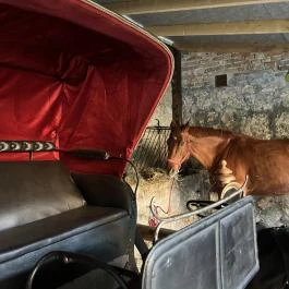 Henry Milne Angol Lovastörténelmi Villamúzeum Fotó & Filmstúdió Tata - Egyéb