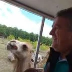 Richter Safari Park Nagykőrös - Egyéb