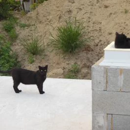 Paperdői Borudvar Győrújbarát - Egyéb