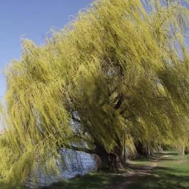 Duna Relax & Event Hotel, Ráckeve - Környék
