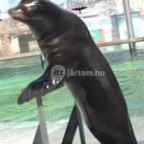 Nyilas Fogadó Nyíregyháza - Medence/kert