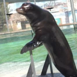 Nyilas Fogadó Nyíregyháza - Medence/kert