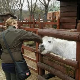 Lázár Lovaspark , Domonyvölgy - Egyéb
