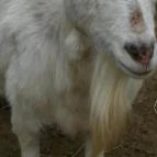 Lázár Lovaspark Domonyvölgy - Egyéb