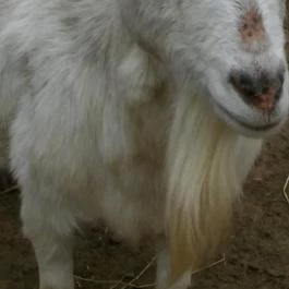 Lázár Lovaspark , Domonyvölgy - Egyéb