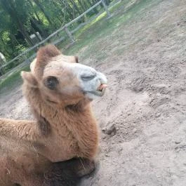 Richter Safari Park Nagykőrös - Egyéb