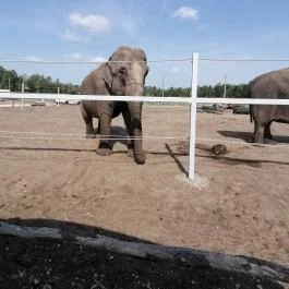 Richter Safari Park Nagykőrös - Egyéb