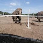 Richter Safari Park Nagykőrös - Egyéb