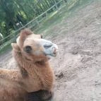 Richter Safari Park Nagykőrös - Egyéb