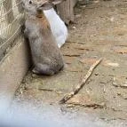 Puchner Kastélyszálló Bikal - Egyéb