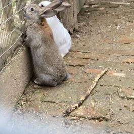 Puchner Kastélyszálló Bikal - Egyéb