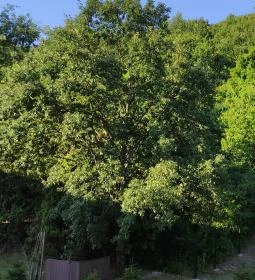 Castellum Hotel Hollókő Lobby & Wellness Bárja