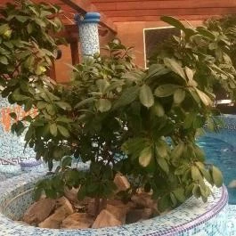 Bagolyvár Inárcs, Inárcs - Medence/kert