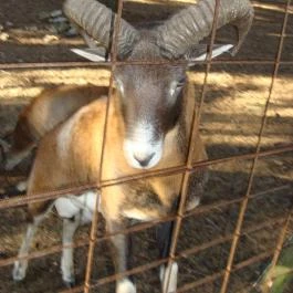 Grandhotel Galya Galyatető - Környék