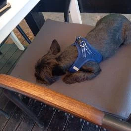 Capitano Pizzéria Keszthely - Egyéb