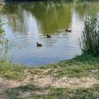 Bárka Gastro Bistro Sárvár - Egyéb