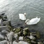 Erzsébet Szálloda Balatonőszöd Balatonőszöd - Környék