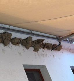 Fehér Amúr Halászcsárda