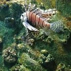 Sóstó Zoo - Nyíregyházi Állatpark Nyíregyháza - Egyéb