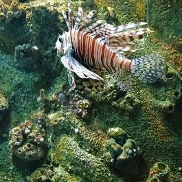 Sóstó Zoo - Nyíregyházi Állatpark, Nyíregyháza - Egyéb