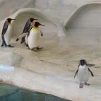 Sóstó Zoo - Nyíregyházi Állatpark Nyíregyháza - Egyéb