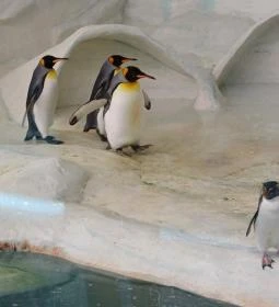 Sóstó Zoo - Nyíregyházi Állatpark