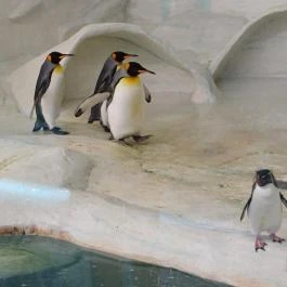 Sóstó Zoo - Nyíregyházi Állatpark, Nyíregyháza - Egyéb