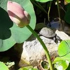 Szegedi Tudományegyetem Füvészkert Szeged - Egyéb