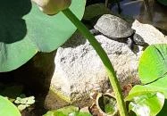 Szegedi Tudományegyetem Füvészkert Szeged