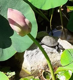 Szegedi Tudományegyetem Füvészkert 