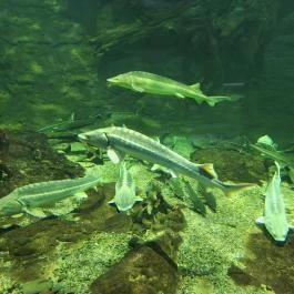 Tisza-tavi Ökocentrum, Poroszló - Egyéb