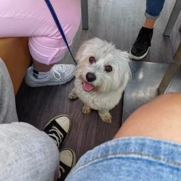 Törzshely Terasz & Étterem Budapest - Egyéb