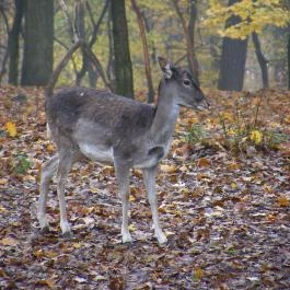 Malomerdő Panzió Pusztavám - Egyéb