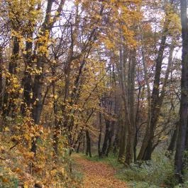 Malomerdő Panzió Pusztavám - Környék