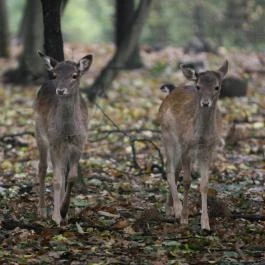 Malomerdő Panzió Pusztavám - Egyéb