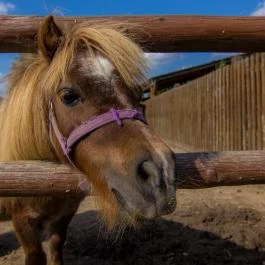 Csodaszarvas Tájpark Rábahídvég - 