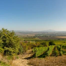 Angyal Borászat Rátka - Egyéb