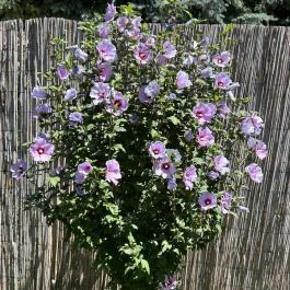 Aventurin House Révfülöp - Külső kép