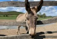 Salföld - Salföldi Major