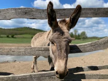 Salföldi Major Salföld