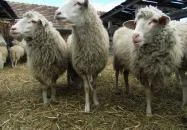 Salföldi Major Salföld