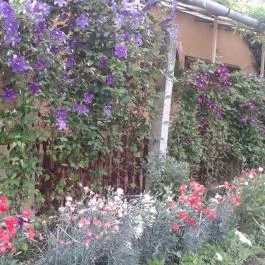 Erzsébet Ház Sármellék - Medence/kert